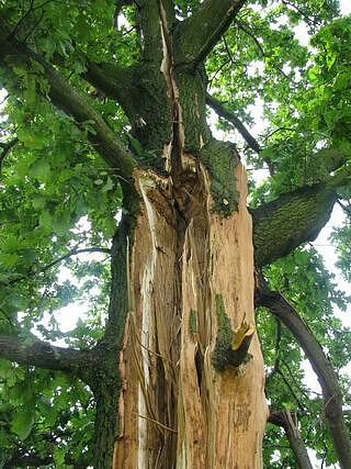 The oak which grows in the neighbourhood of the exhibition centre fell victim to the storm
