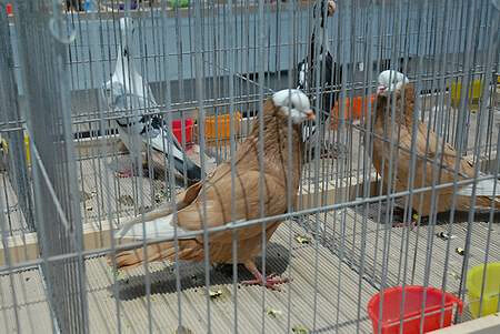 Pigeon bid to be held on 8th November in Targi Kielce