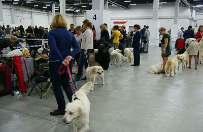 wystawa-psow-2015-03.jpg