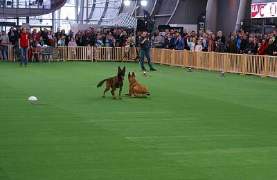 wystawa-psow-pokaz-obiedience-13.jpg