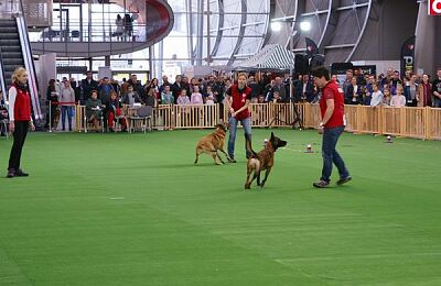 wystawa-psow-pokaz-obiedience-07.jpg