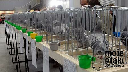 there will be over 5500 most beautiful exhibits will be put on display in Targi Kielce