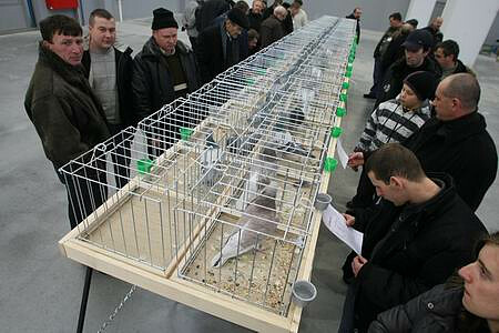 This year’s Young Pigeons Exhibition held in Targi Kielce will certainly be the biggest in the whole country