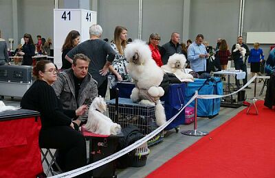 wystawa-psow-2016-pudle-04.jpg