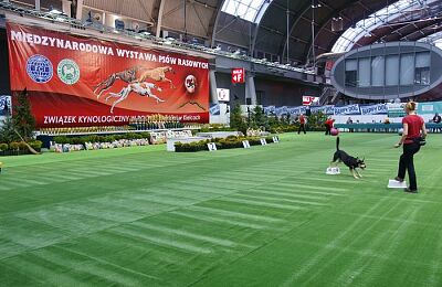 wystawa-psow-2015-galeria-14.jpg
