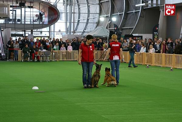 wystawa-psow-pokaz-obiedience-11.jpg