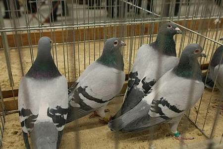 680 carrier pigeons presented in Kielce exhibition