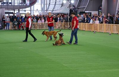 wystawa-psow-pokaz-obiedience-09.jpg