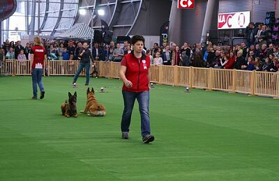 wystawa-psow-pokaz-obiedience-12.jpg