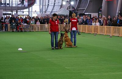 wystawa-psow-pokaz-obiedience-15.jpg