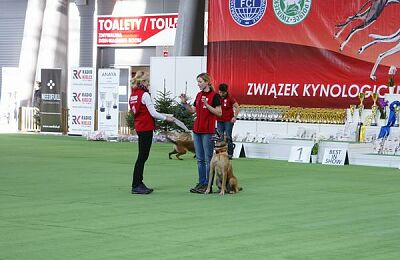 wystawa-psow-pokaz-obiedience-16.jpg