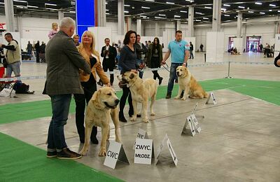 wystawa-psow-2015-galeria-26.jpg