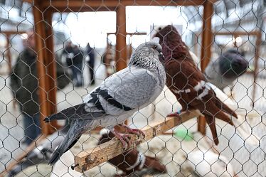 Wh2h3549_20190126_TargiKielce_Wystawa Golebi Rasowych.jpg