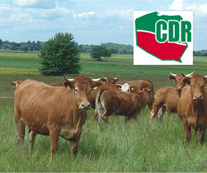 Projekt bez tytułu (2).png