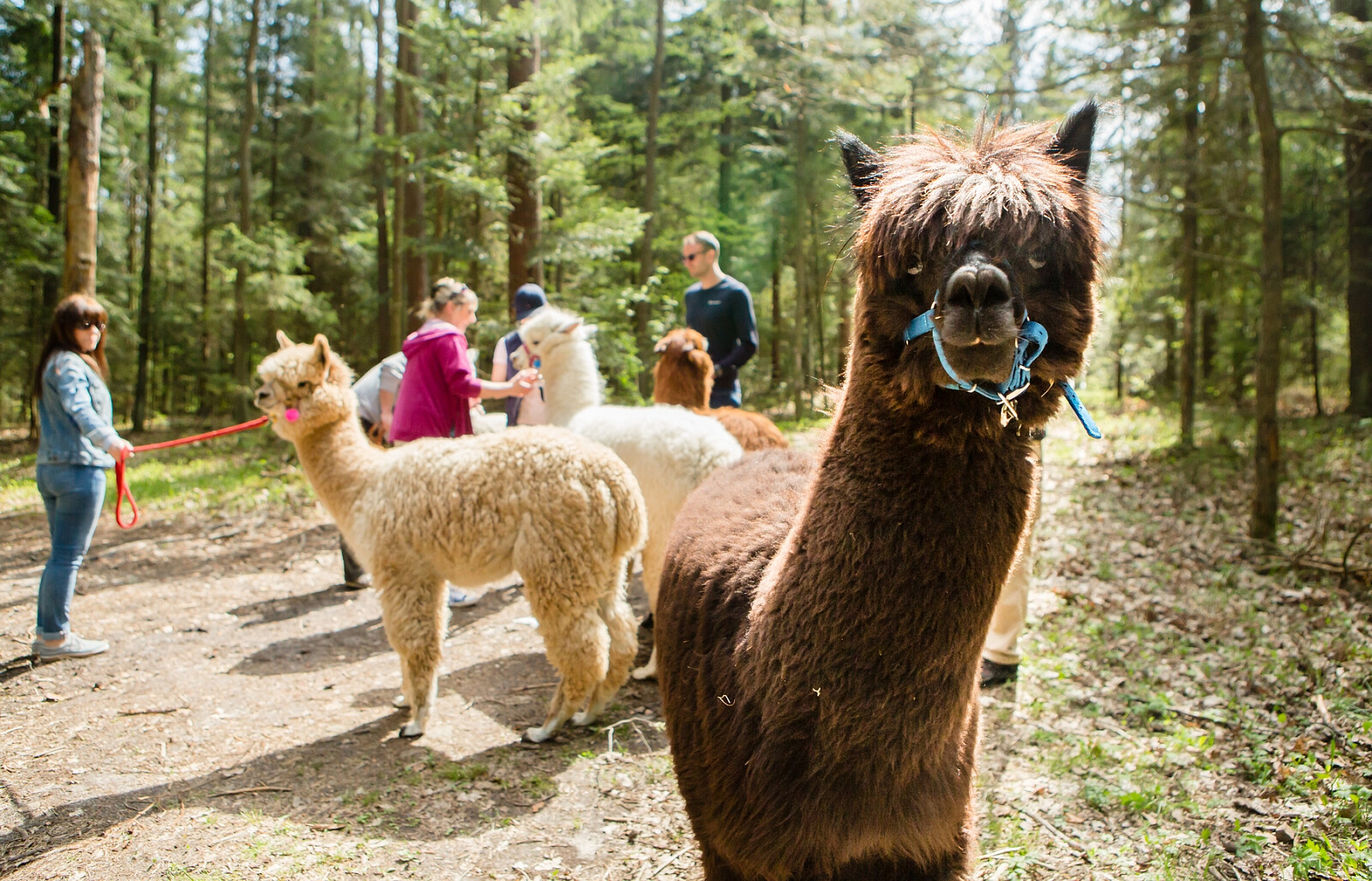 alpaki08.jpg [1.70 MB]