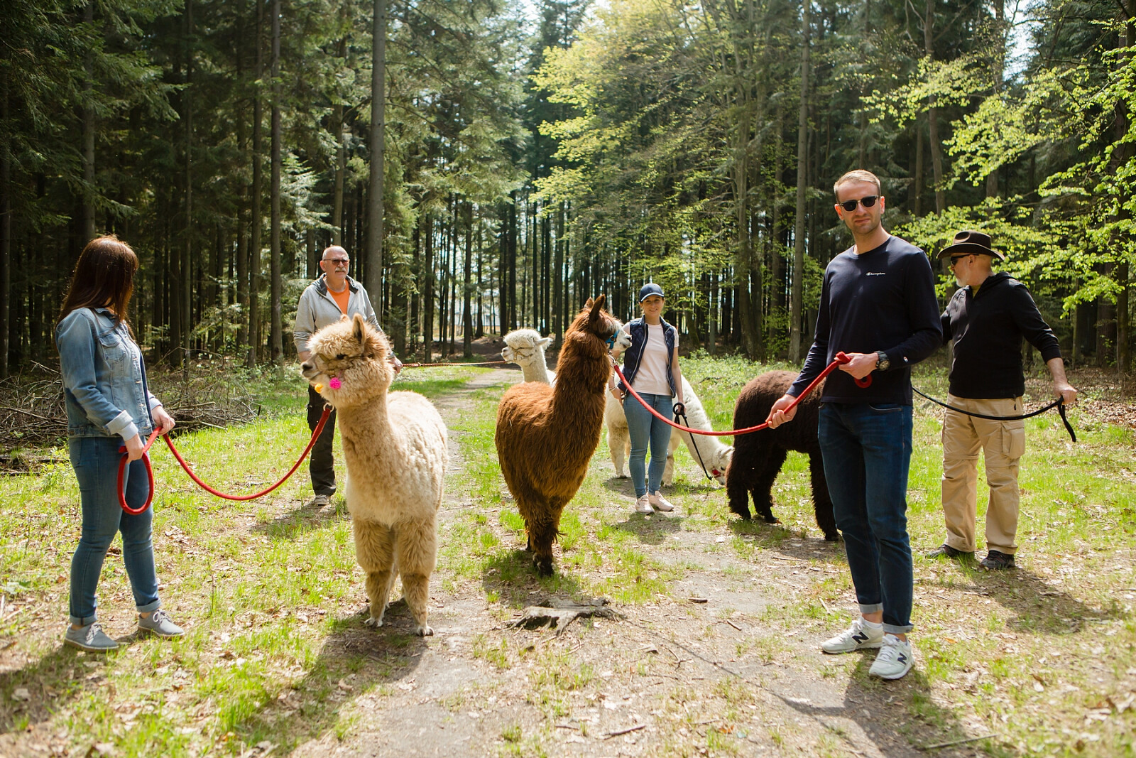 alpaki04.jpg [2.05 MB]