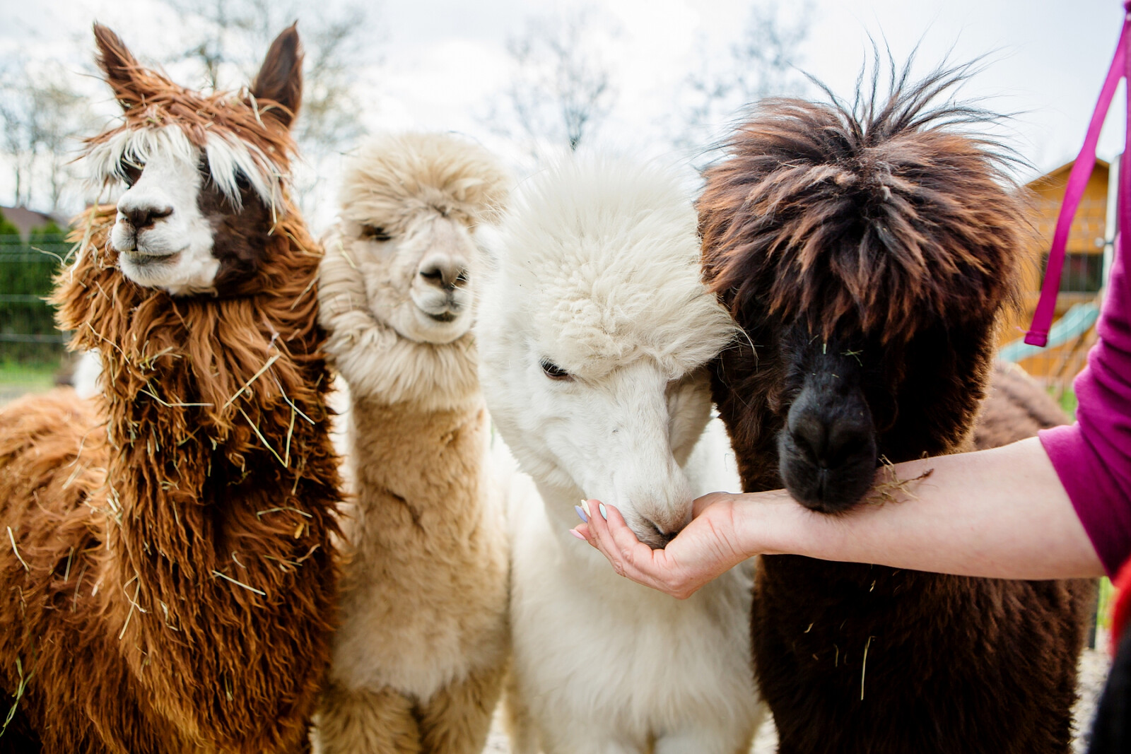 alpaki13.jpg [1.36 MB]