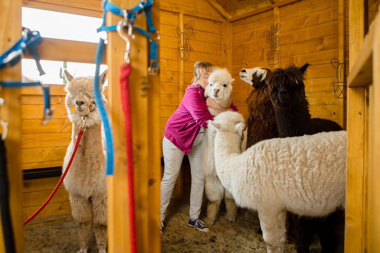 alpaki10.jpg [1.31 MB]