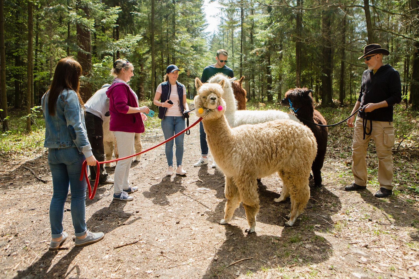 alpaki12.jpg [2.07 MB]