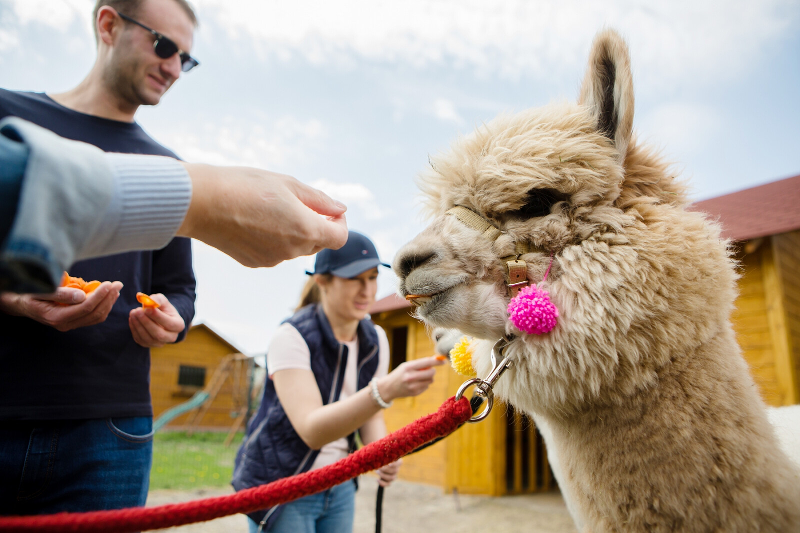 alpaki14.jpg [1.13 MB]