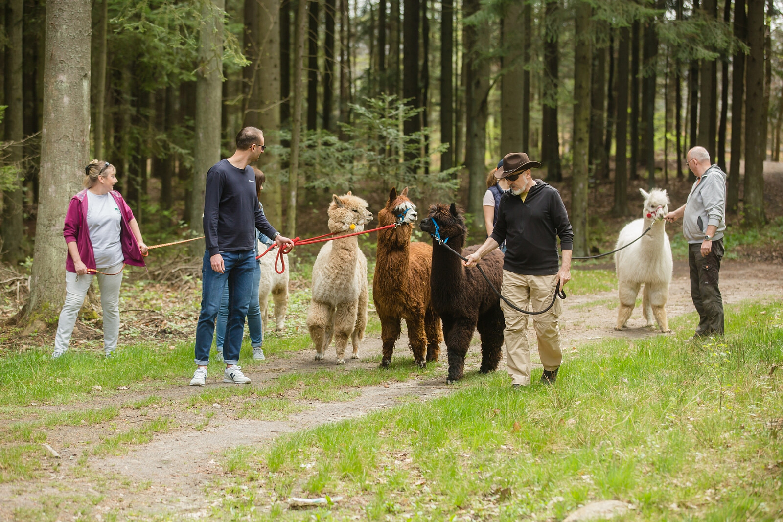 alpaki09.jpg [1.72 MB]