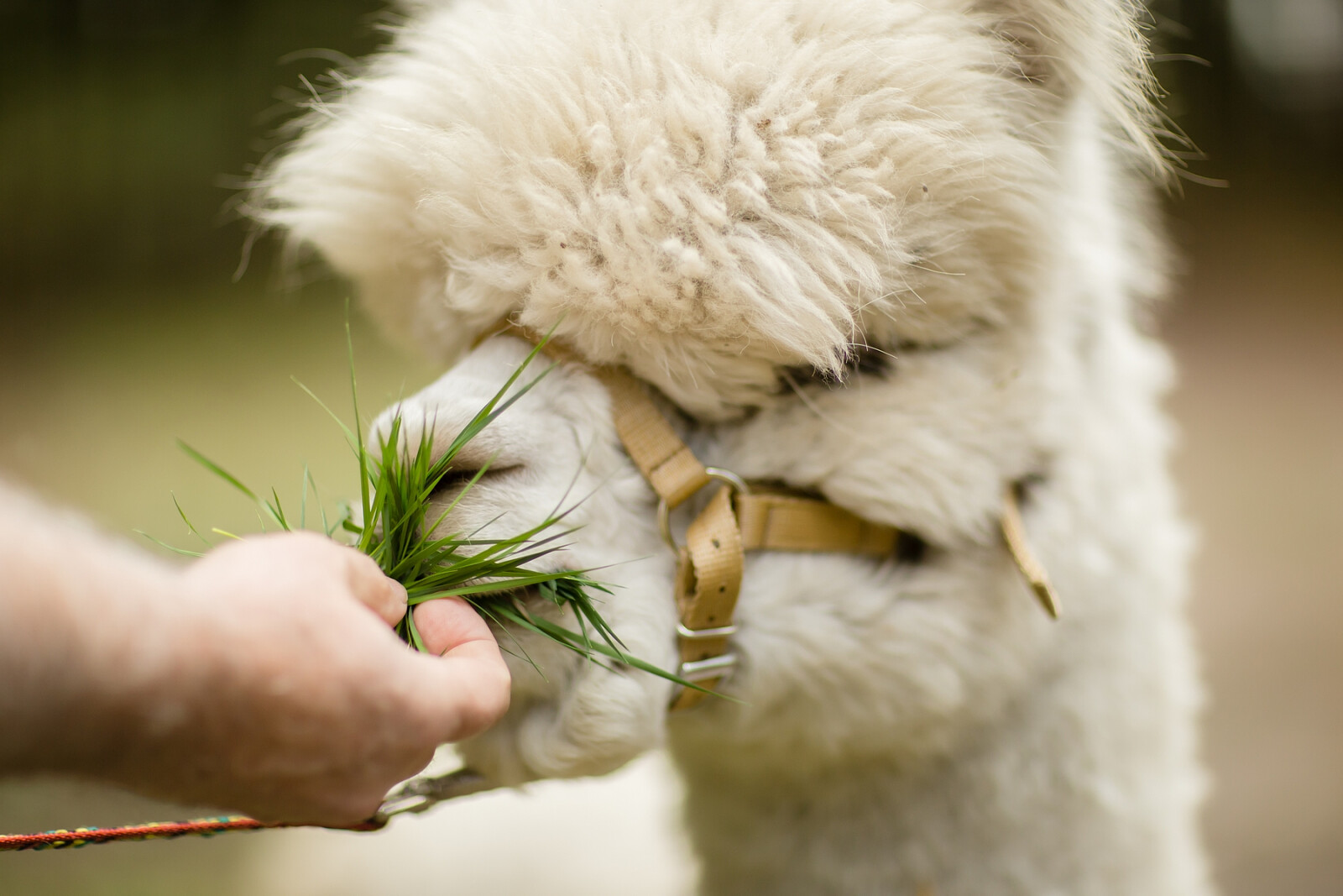 alpaki11.jpg [991.14 KB]