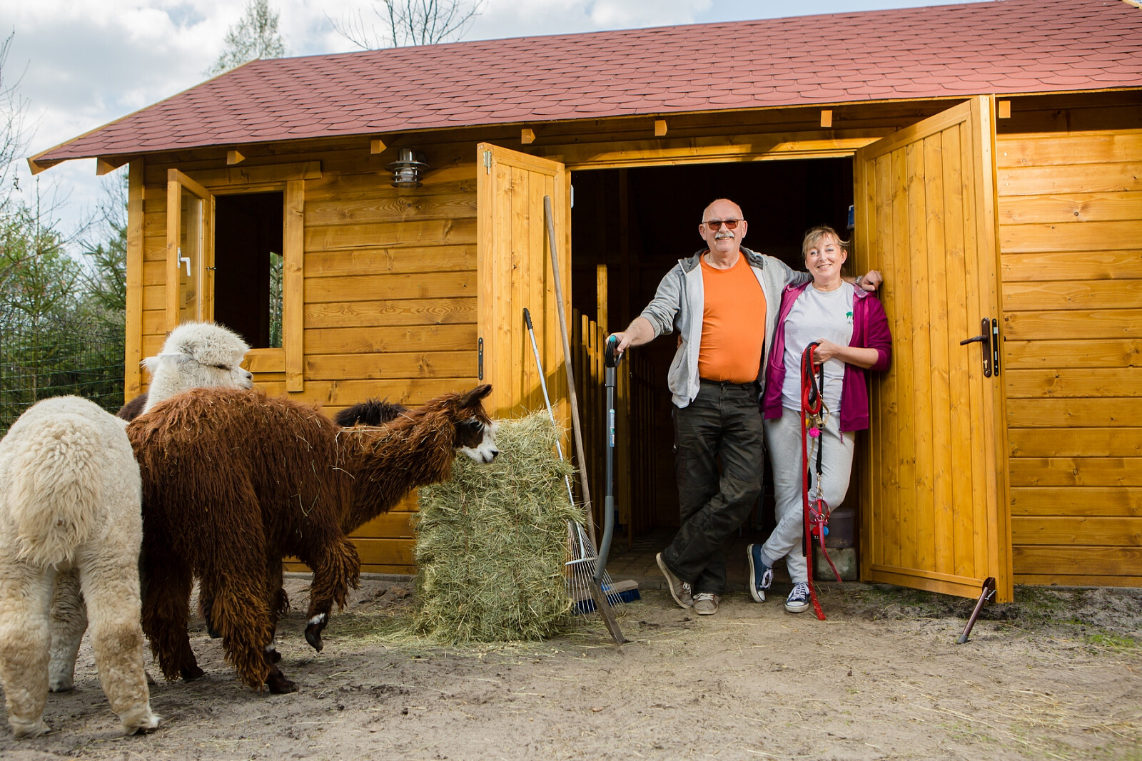 alpaki02.jpg [1.70 MB]