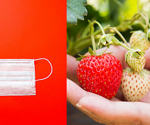 horti tech pandemia.png