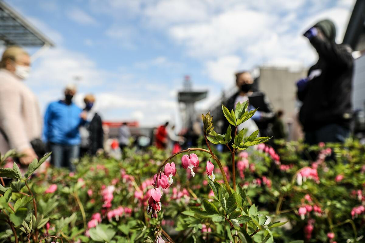 letni kiermasz ogrodniczy