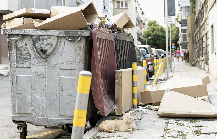 cute-cat-sitting-rubbish-bin-outdoors.jpg
