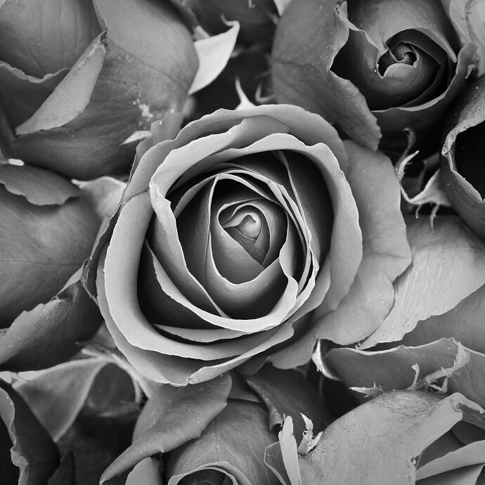 backdrop-beautiful-november-flower-bouquet.jpg