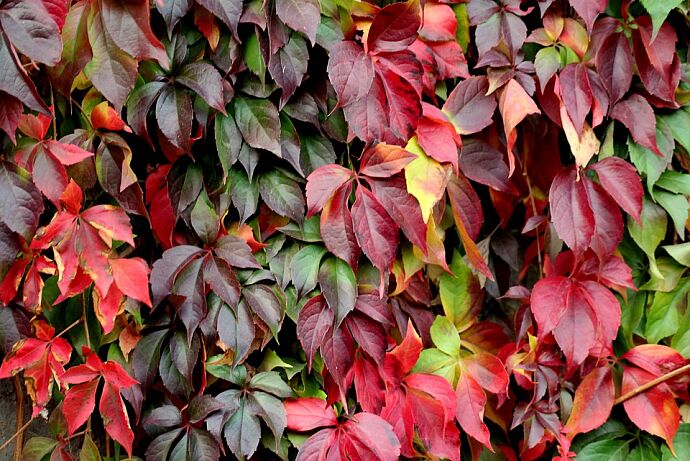 foliage-3750880-960-720.jpg