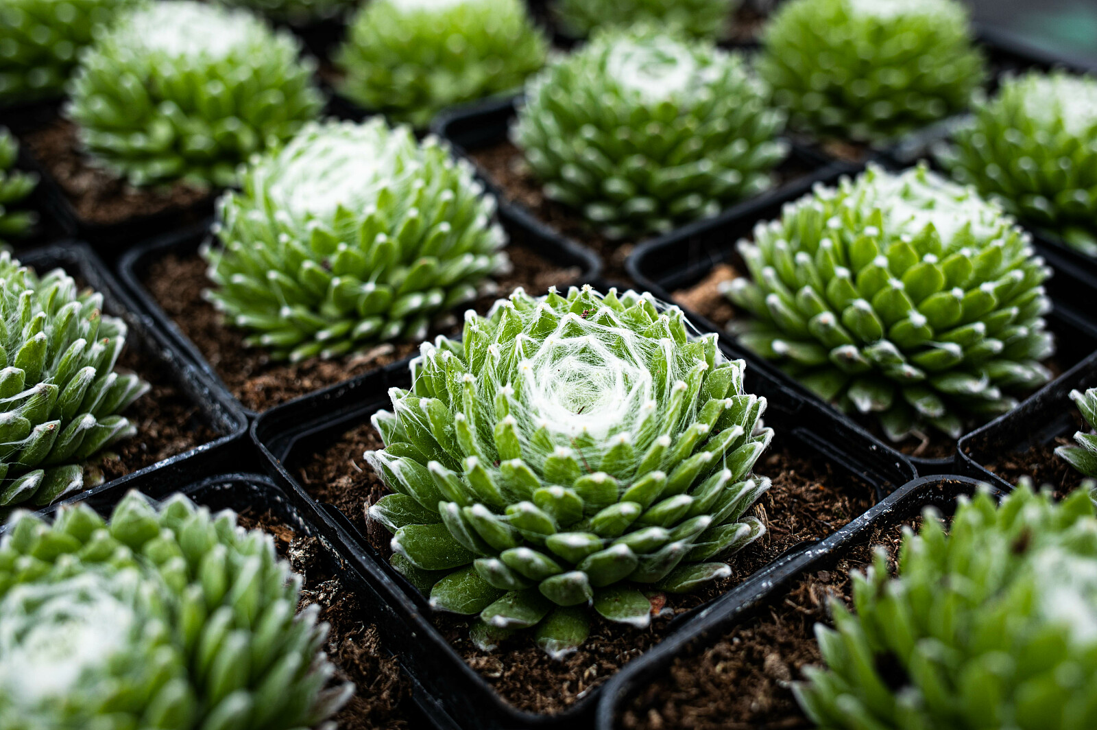 099A6861.jpg [1.19 MB]