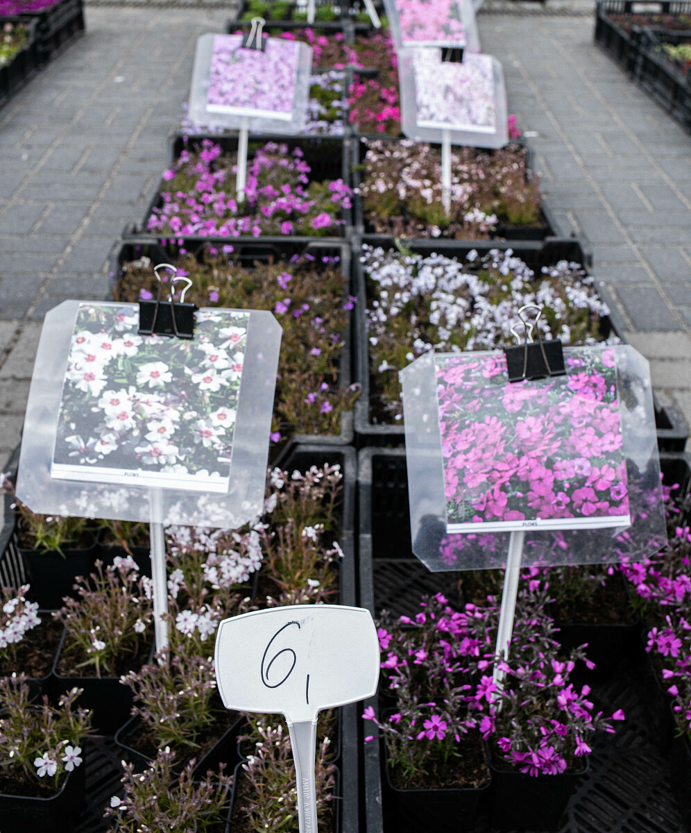 Kolorowe-Floksy.jpg [1.12 MB]