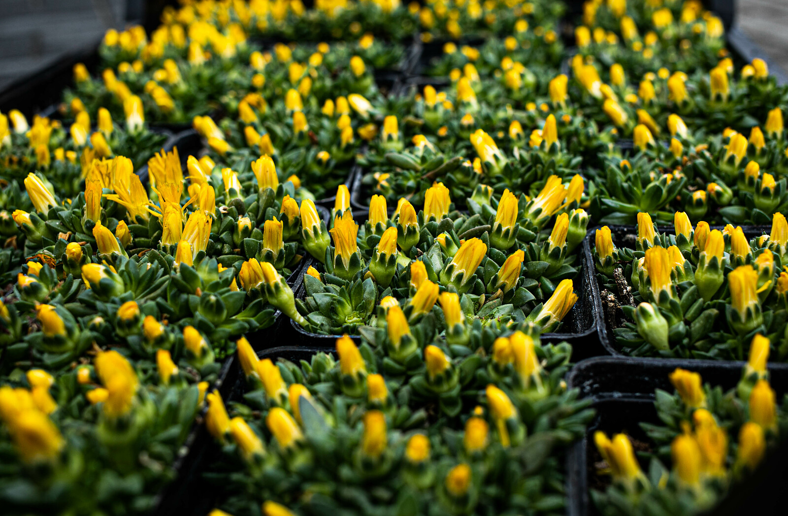 099A6867.jpg [1.16 MB]