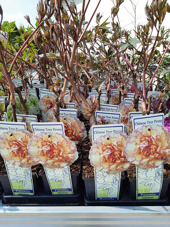 krupinski-szkolka.jpg [141.54 KB]