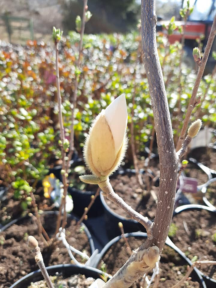 krupinski-szkolka-2.jpg [91.33 KB]