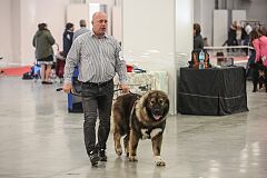 642a8701-20221120-TK-Miedzynarodowa-Wystawa-Psow.jpg