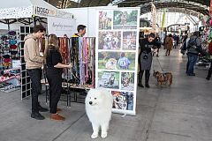 642a8847-20221120-TK-Miedzynarodowa-Wystawa-Psow.jpg