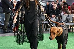 642a9091-20221120-TK-Miedzynarodowa-Wystawa-Psow-Sabat.jpg