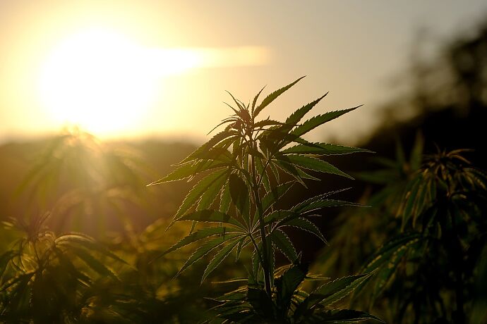 hemp-5375748-1280.jpg