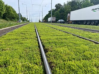 zielone-tory-tramwajowe.JPG