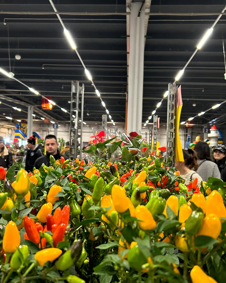 festiwal-roslin-2024.jpg [264.65 KB]