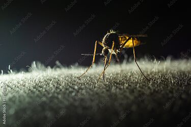 Wykończenie Anti-Insect 