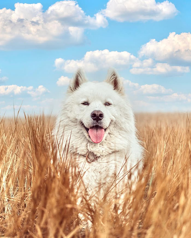 yogi-2.png