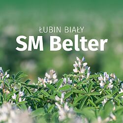Łubin biały SM Belter
