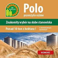 pszenżyto ozime Polo