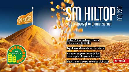 Kukurydza SM Hiltop