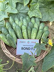 ogórek gruntowy BOND F1 - NOWOŚĆ!