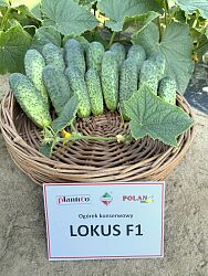 ogórek gruntowy LOKUS F1 - NOWOŚĆ!